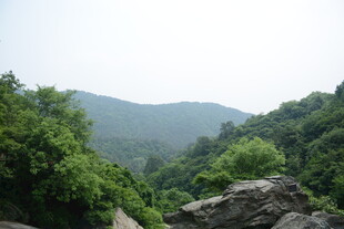 山林间的绿意景致