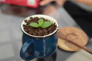 蓝色杯中咖啡渣与绿植嫩芽