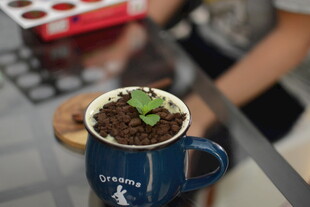 蓝色杯内绿植生机盎然