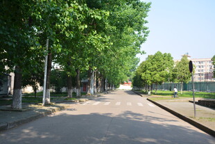 林荫街道 夏日静谧风景