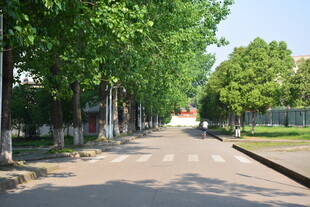 林荫道路 静谧的城市风景