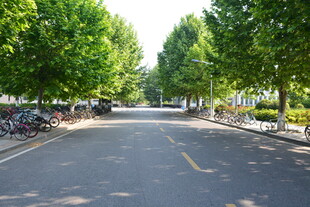 林荫下的宁静校园道路