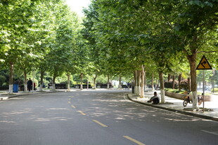 林荫大道 静谧城市街景