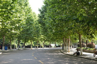 林荫大道 静谧清新街道景