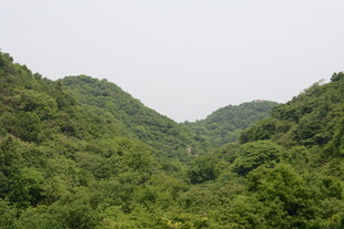 翠绿山峦间的繁茂植被