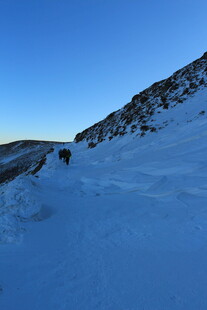 雪地山坡上的动物身影