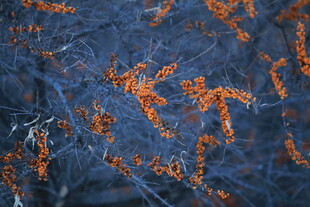 蓝底橙色纹理抽象图案