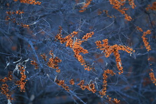 蓝色底面上的橙色纹理图案