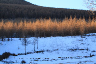 冬日雪林 山林覆雪美景