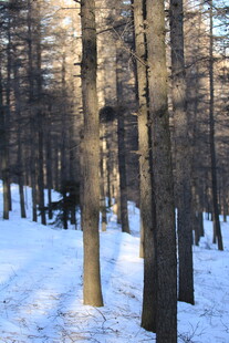 冬日雪林静谧景致