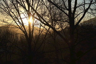 夕阳下的树林剪影