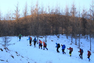 雪地徒步队伍穿行于林间