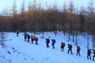 雪地徒步队伍穿行于林间