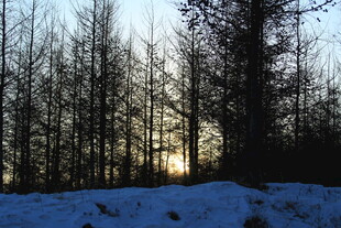 冬日雪林 阳光洒落之景