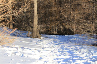 冬日雪覆树林景象