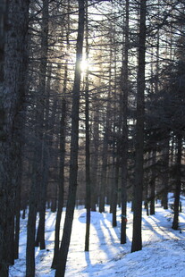 冬日雪林 阳光洒落林间