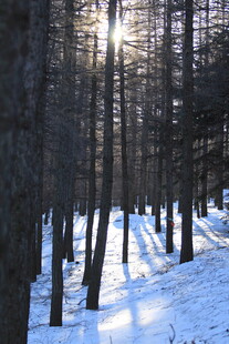 冬日雪林阳光洒落美景