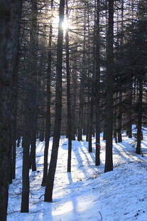 冬日雪林阳光洒落美景