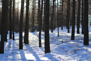 冬日雪林 静谧的光影世界