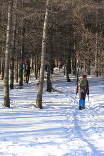雪地林间徒步者