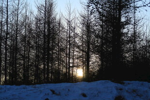 冬日雪林落日美景