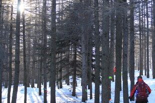 冬日雪林徒步者