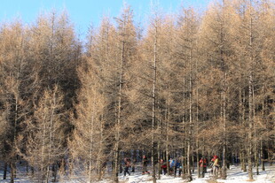 冬日雪林 萧瑟树木景观