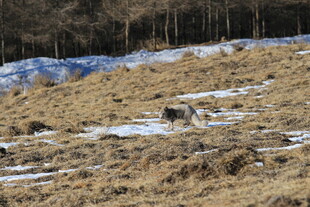 雪地枯草间的野生动物