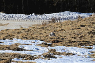 雪地旁栖息的鸟群