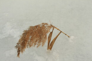 冰面上的干枯芦苇