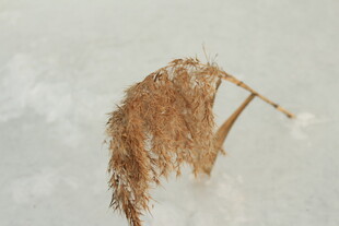 雪地上的干枯芦苇