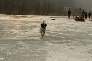 冰面奔跑的小狗