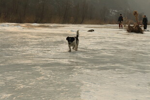 冰面漫步的狗