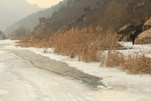 冬日冰封河岸芦苇景观