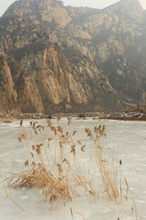 冬日冰湖旁的枯黄芦苇