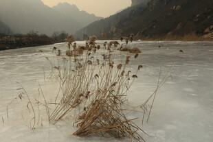 冰面残草景