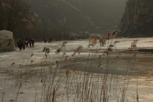 雪地湖畔的优雅丹顶鹤