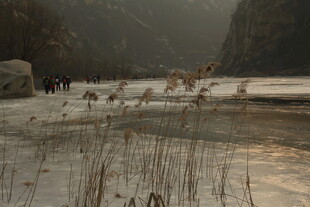 冬日河谷麋鹿群景象