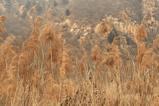 秋日芦苇摇曳美景