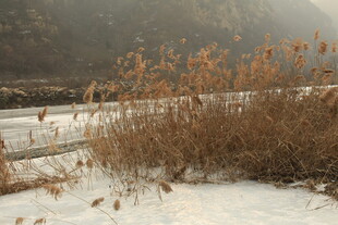 雪覆枯草 冬日静谧景致