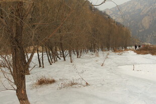 雪覆树林冬日静谧景致