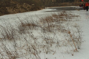雪地中的干枯植物景观