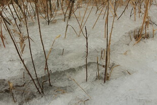 雪地中的枯萎植物