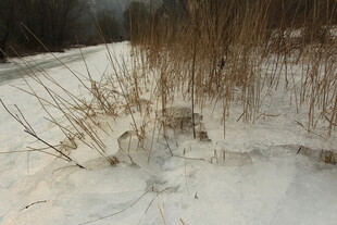 冬日雪地中的枯草丛