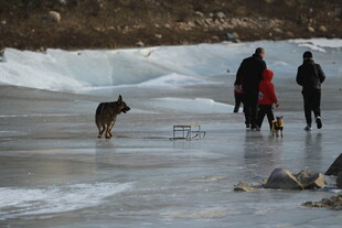 冰面漫步的人群与狗狗