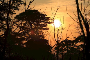 夕阳下的树林剪影