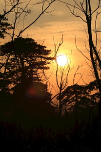 夕阳下的树木剪影