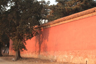 红墙旁的树木景致