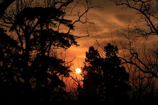 夕阳下的树木剪影
