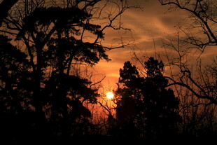 夕阳下的树木剪影